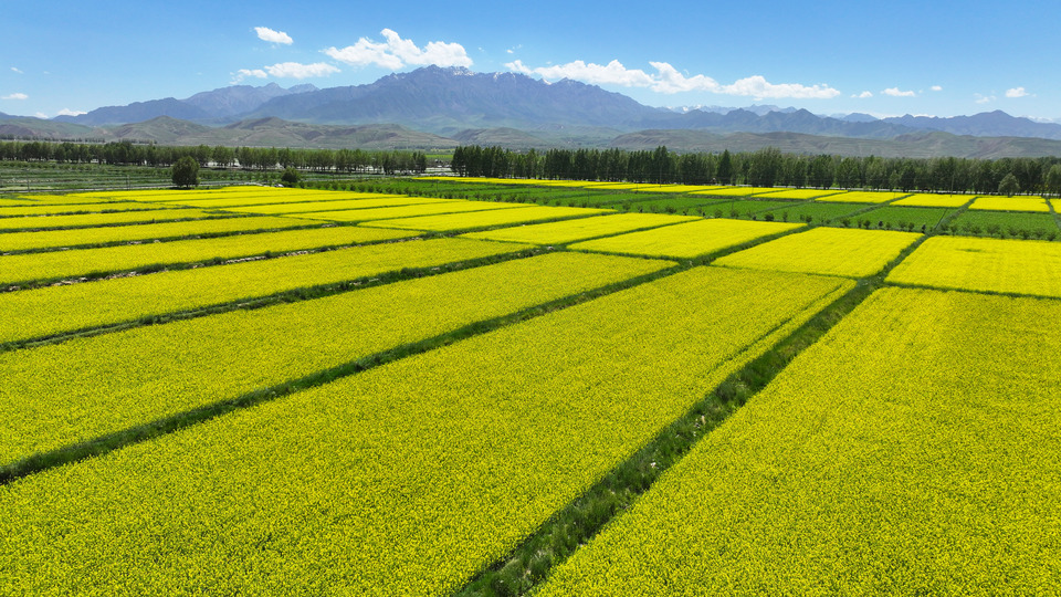 甘肃张掖民乐:夏日慢时光 油菜花竞开