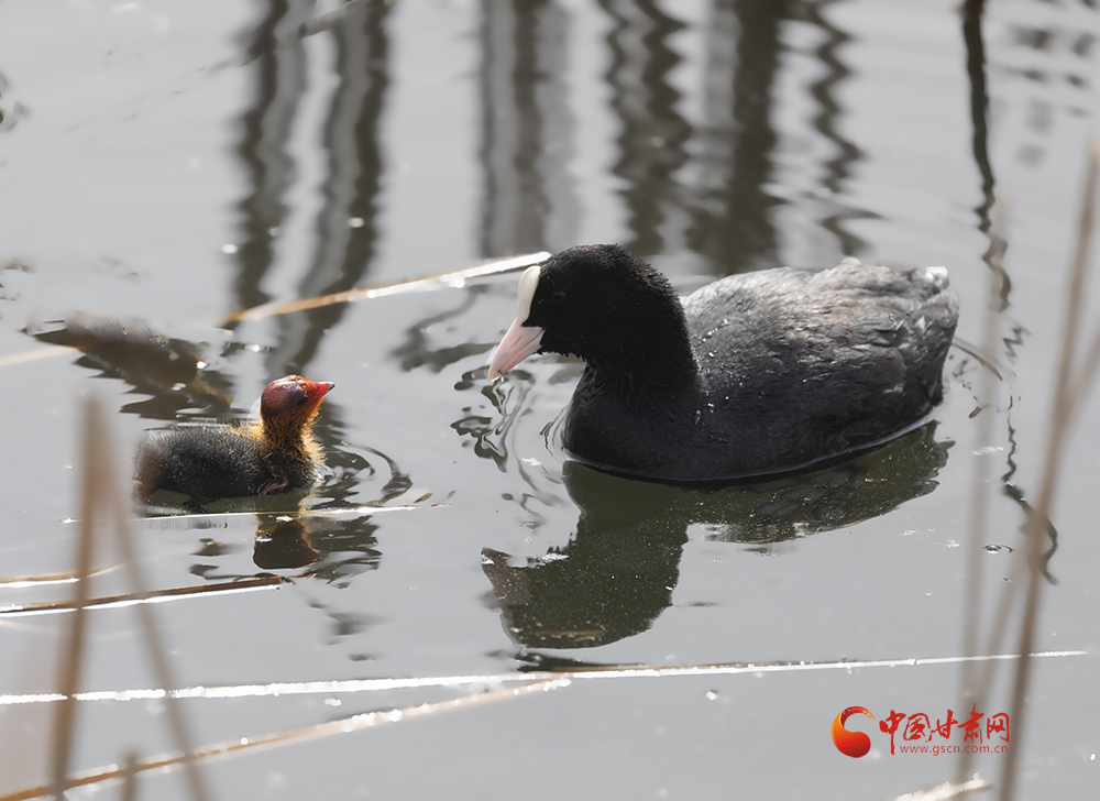 甘肅敦煌陽關濕地：生態“寶”地 鳥類家族喜事連連_fororder_3