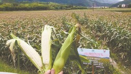 福建育成水果玉米新品种打破国外垄断