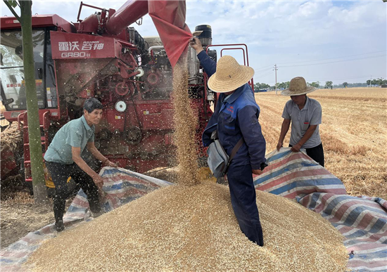 許昌禹州多舉措確保80萬畝小麥“豐收在望”變“豐收到手”_fororder_圖片9
