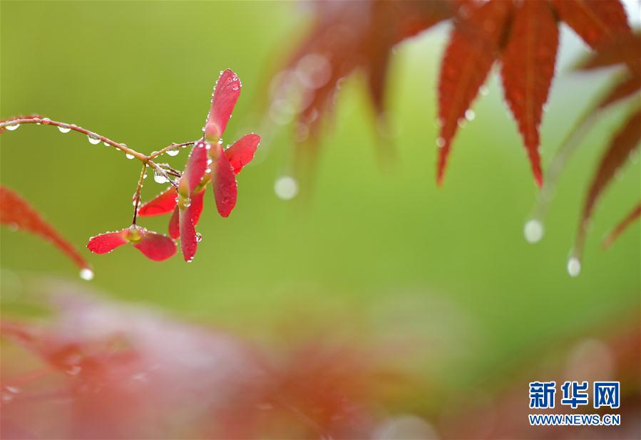 湖北宣恩：土苗山乡生态美