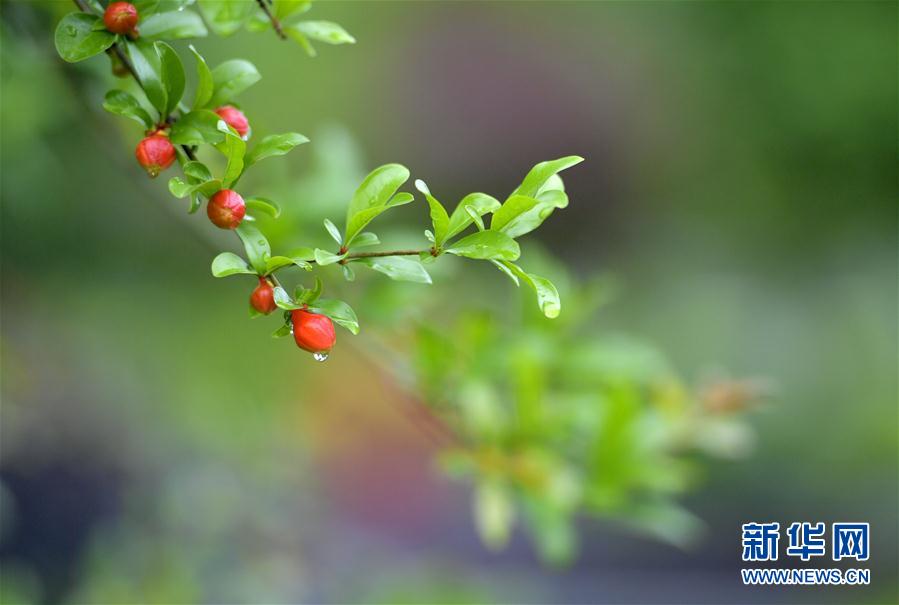 湖北宣恩：土苗山乡生态美