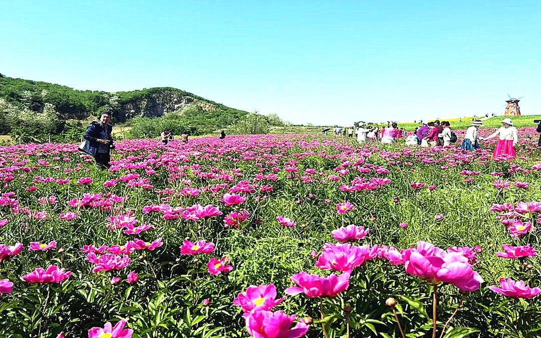 东港市：芍药花开，醉人香！