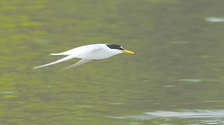  "China's Smallest Tern" Visits Yong'an, Fujian Province _forder_1111111