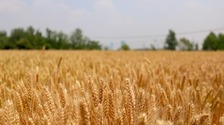  Jiangsu: busy with summer wheat harvest
