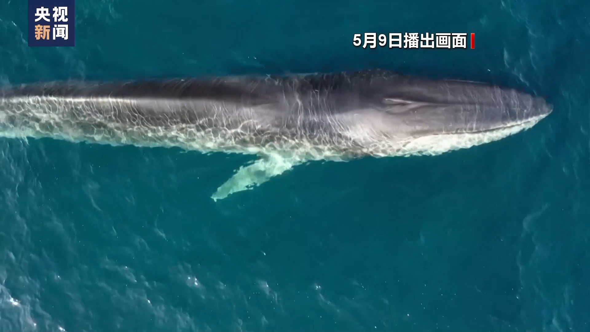 计划新增猎捕对象、新船首航日本一意孤行商业捕鲸路- 国际在线移动版