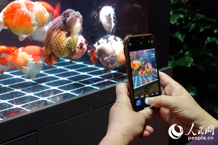 福州国际渔博会：海鲜“聚会”  金鱼“比美”