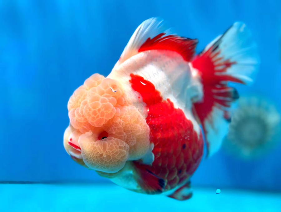 福州国际渔博会：海鲜“聚会”  金鱼“比美”