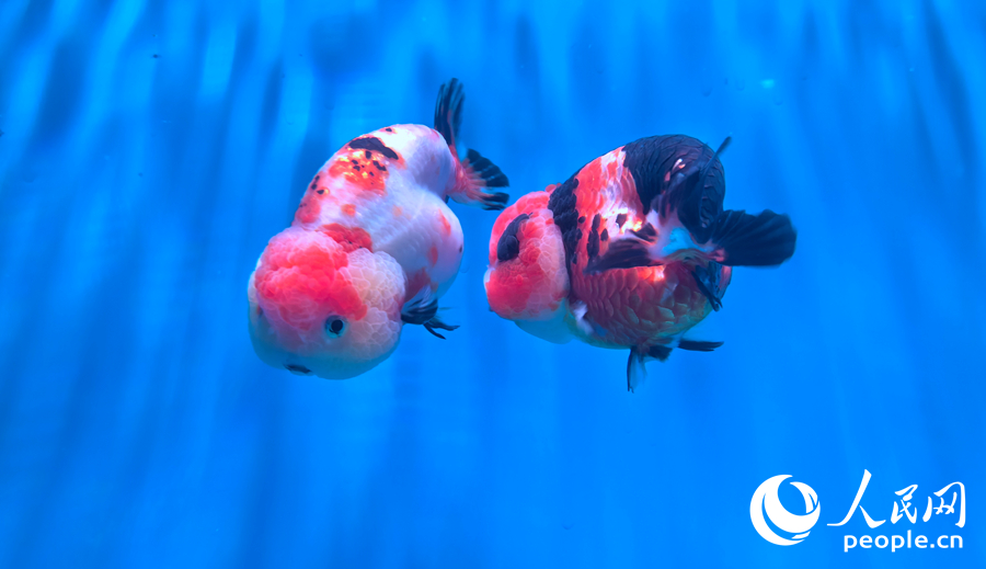 福州国际渔博会：海鲜“聚会”  金鱼“比美”