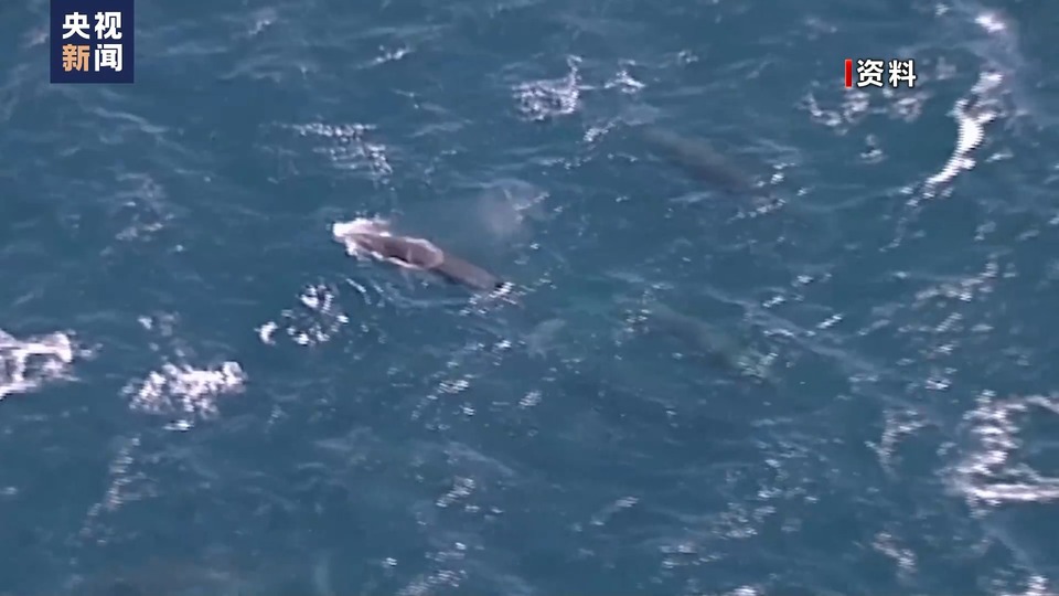 计划新增猎捕对象、新船首航 日本一意孤行商业捕鲸路