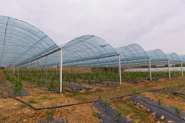 乡村振兴新力量丨盘活闲置资源 龙泉驿“盘”出个“桃花驿”_fororder_未标题-1