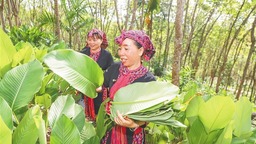 又是一年端午至——多滋海南粽 何處風味香