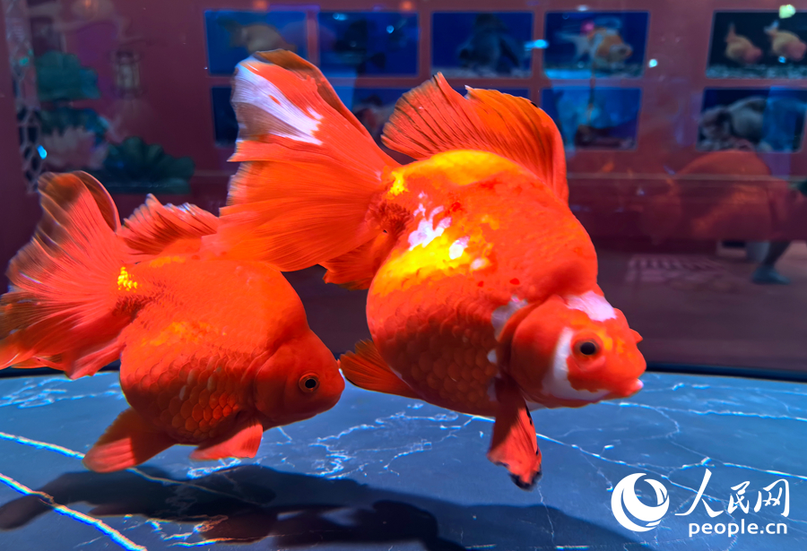 福州国际渔博会：海鲜“聚会”  金鱼“比美”