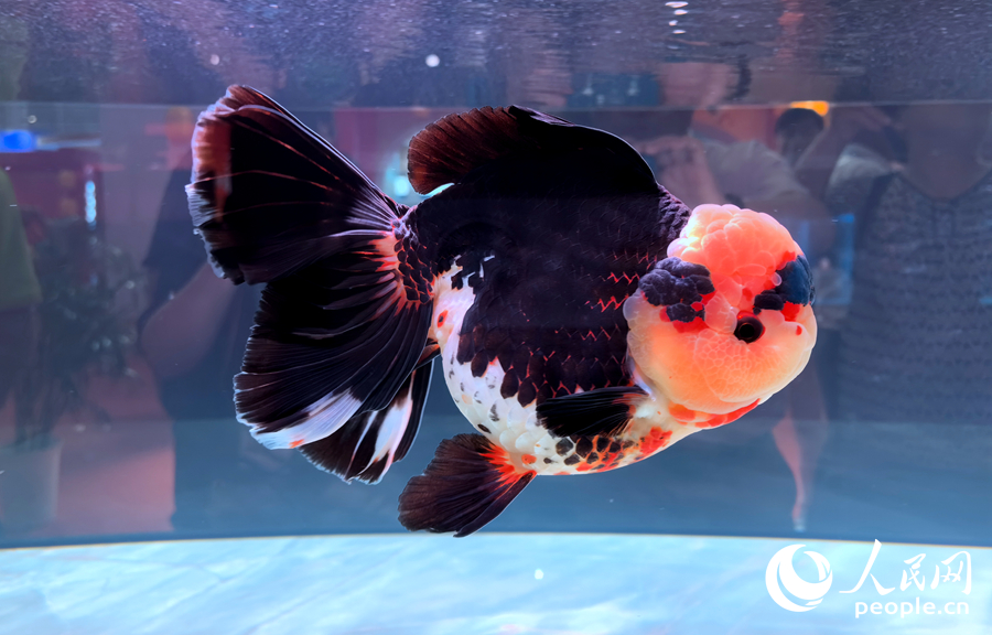 福州国际渔博会：海鲜“聚会”  金鱼“比美”