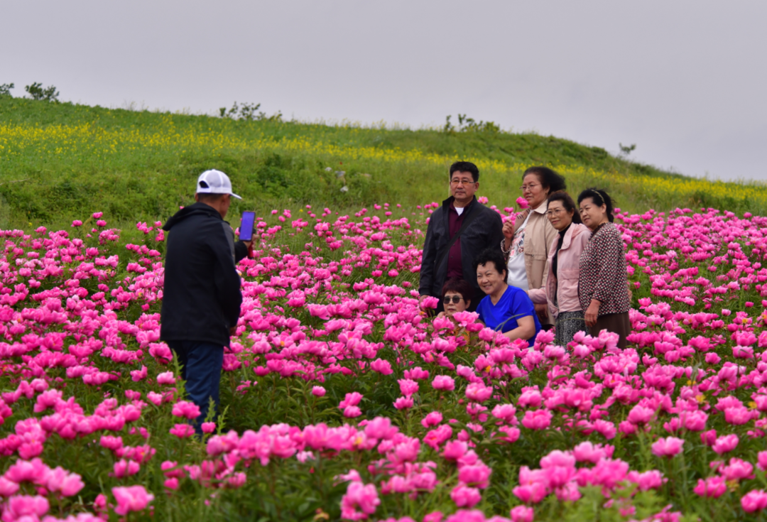 东港北井子镇：芍药花开惹人醉，姹紫嫣红入画来