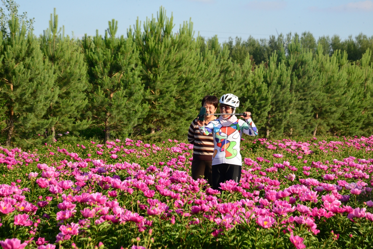 白城市：不负“芍”华  “药”你共赏