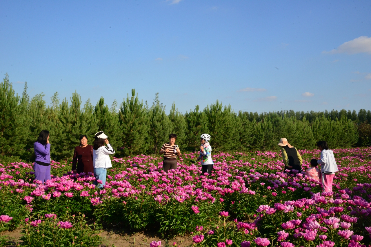 白城市：不负“芍”华  “药”你共赏