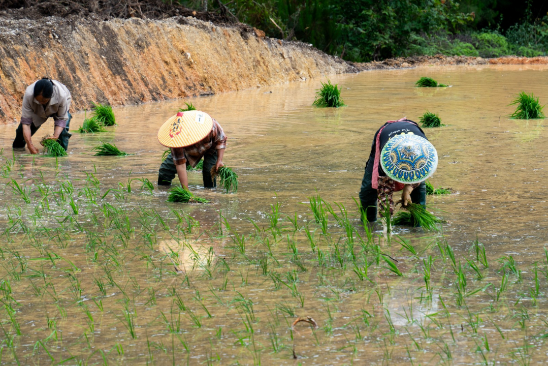 独山：旱地变水田，插秧正当时