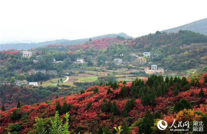 湖北十堰：美丽秋色引客来