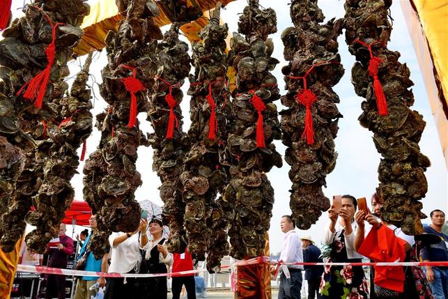 广西钦州：发展蚝产业助力乡村振兴