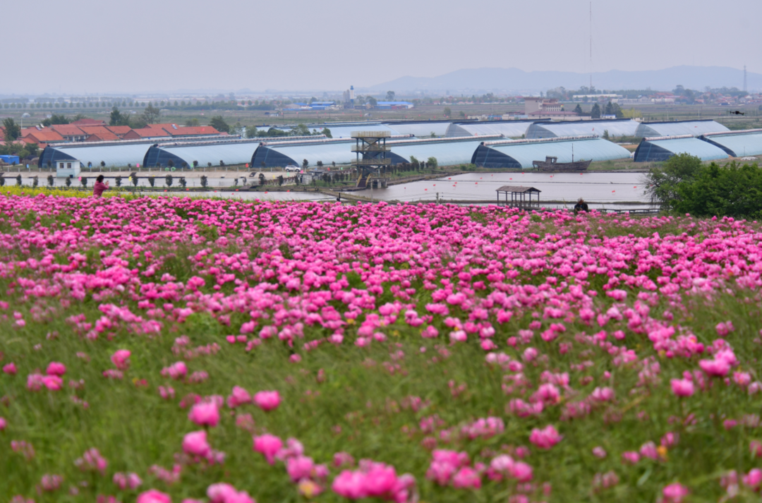 东港北井子镇：芍药花开惹人醉，姹紫嫣红入画来