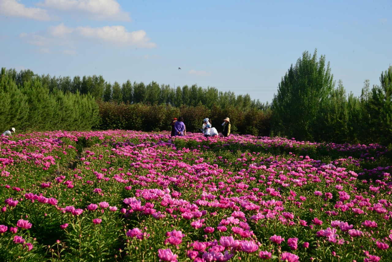 白城市：不負“芍”華  “藥”你共賞