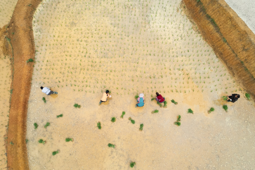 独山：旱地变水田，插秧正当时