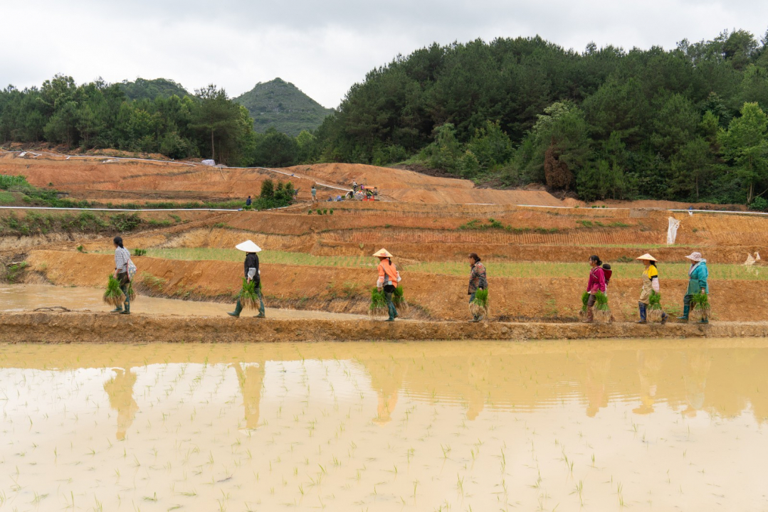 独山：旱地变水田，插秧正当时
