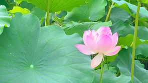  Wuhou, Chengdu: Lotus blooms in summer