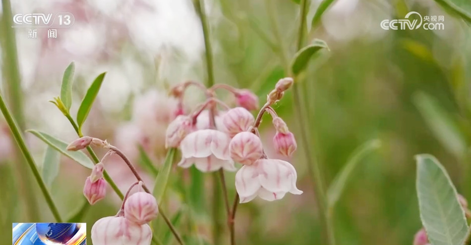 “沙漠花开”美景醉游人 新疆尉犁县百万亩罗布麻花盛放