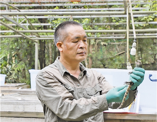 探访全球最大鳄蜥人工繁育基地 古生物在广西获新生