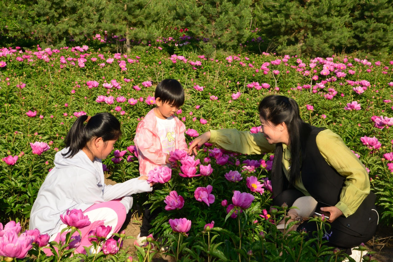 白城市：不负“芍”华  “药”你共赏