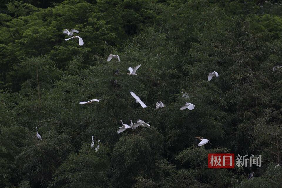 近千隻鷺鳥棲息湖北竹山