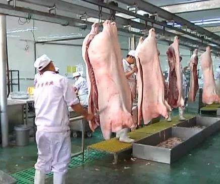 【黑龍江】【供稿】大慶市肇源縣生豬産業實現全鏈條發展