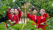  [Original] Signed 129 million! Tianshui Qinzhou Big Cherry Production and Marketing Matchmaking Meeting has yielded gratifying results