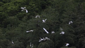 近千只鹭鸟栖息湖北竹山