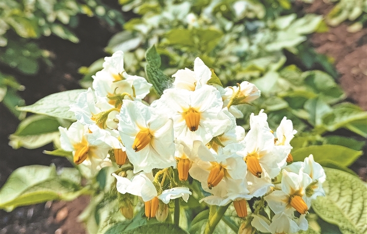 醉龍江|黑龍江克山農場6萬畝馬鈴薯花開成海