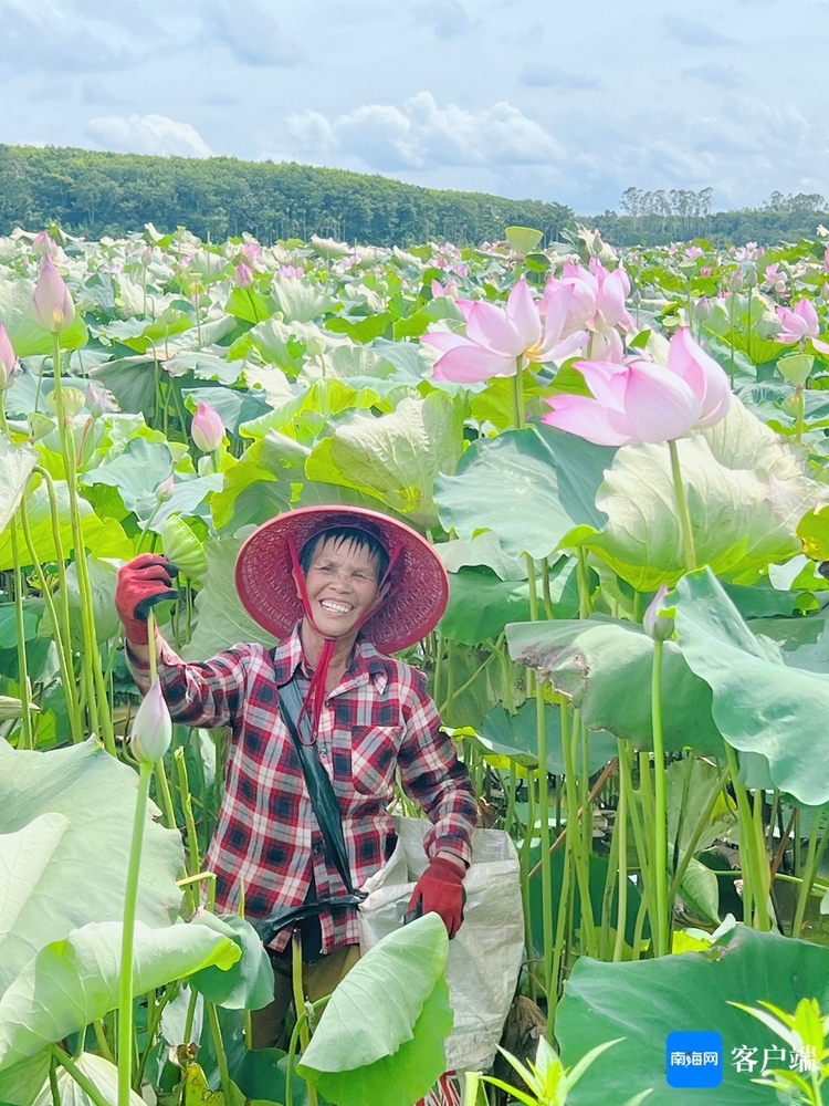 海口琼山旧州镇池连村400亩荷花池千莲竞放_fororder_00323262810_ebdedd2f