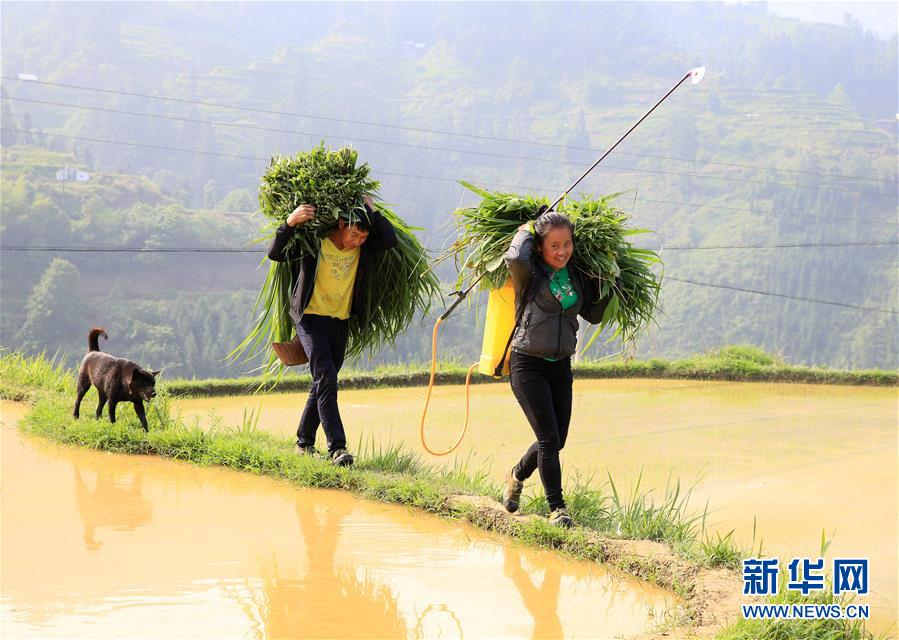 贵州榕江：苗寨迎来开犁节