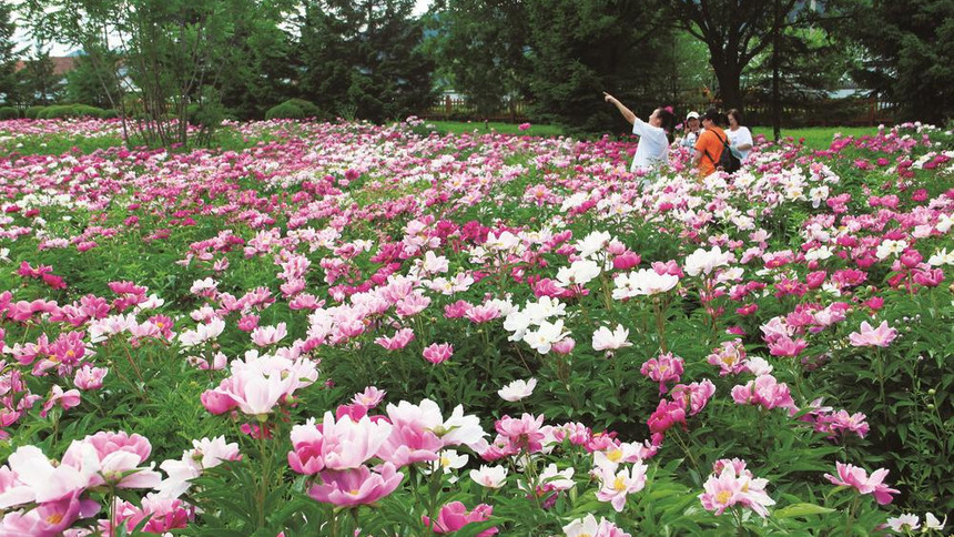 集安市：芍药花开，争芳斗艳