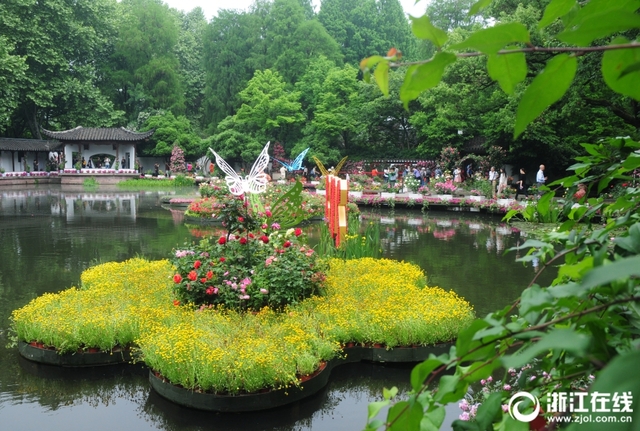 杭州：姹紫嫣红月季飘香