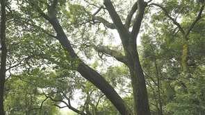 广东因地制宜建成古树公园179个 古树“老有所依” 守护“绿色乡愁”