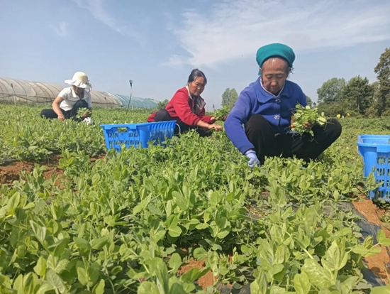 贵州威宁：300余亩豌豆尖喜获丰收_fororder_6月3日，务工群众采摘豌豆尖。（李玉琴 摄）