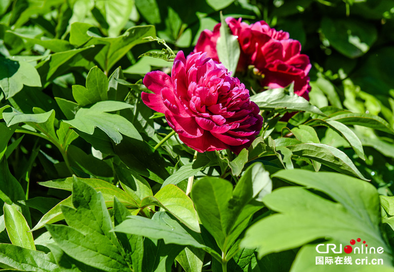 图片默认标题_fororder_4