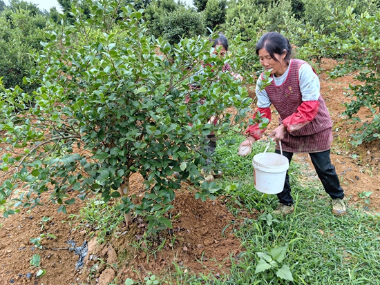 贵州思南： 8000亩油茶产业成富民“绿色银行”_fororder_给油茶施肥（何敏摄）