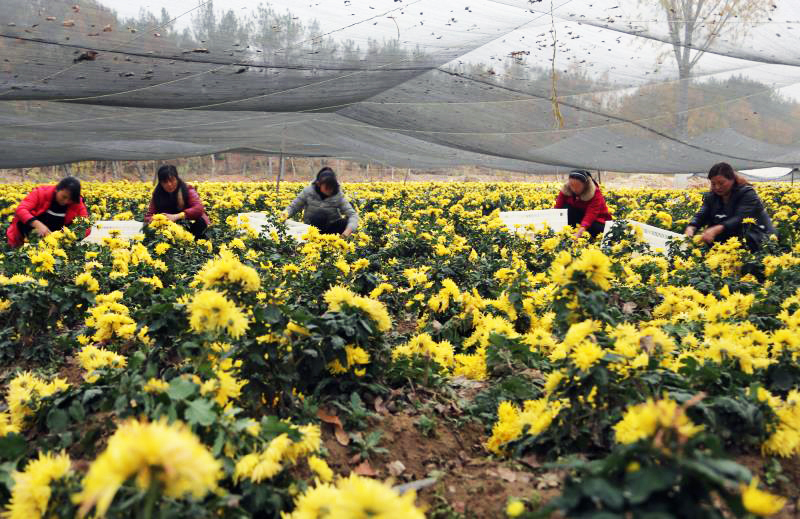 【河南供稿】南陽市南召縣石門鄉:“小菊花”成了致富“黃金花”