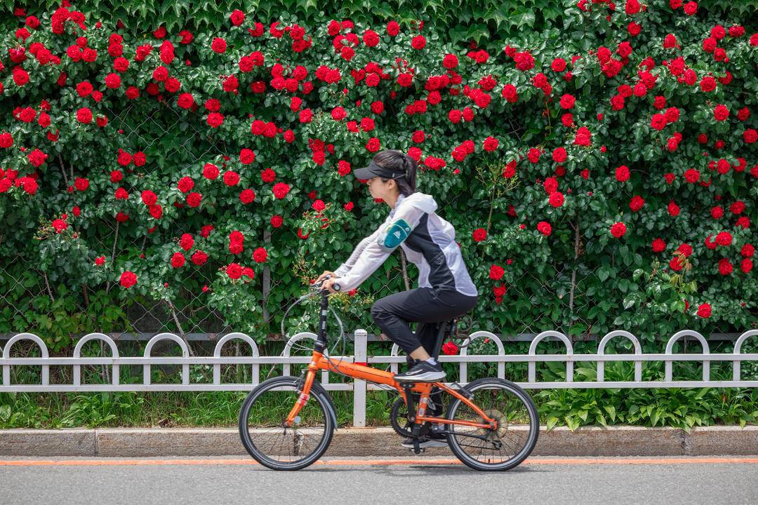 丹東：薔薇花滿墻，打卡正當時