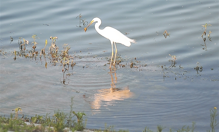 醉龙江|水清引鹭来