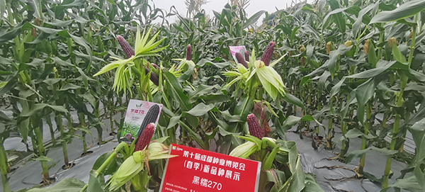 黑糯玉米种子展示田间种植展示于6月6日至6月12日在成都彭州市濛阳镇