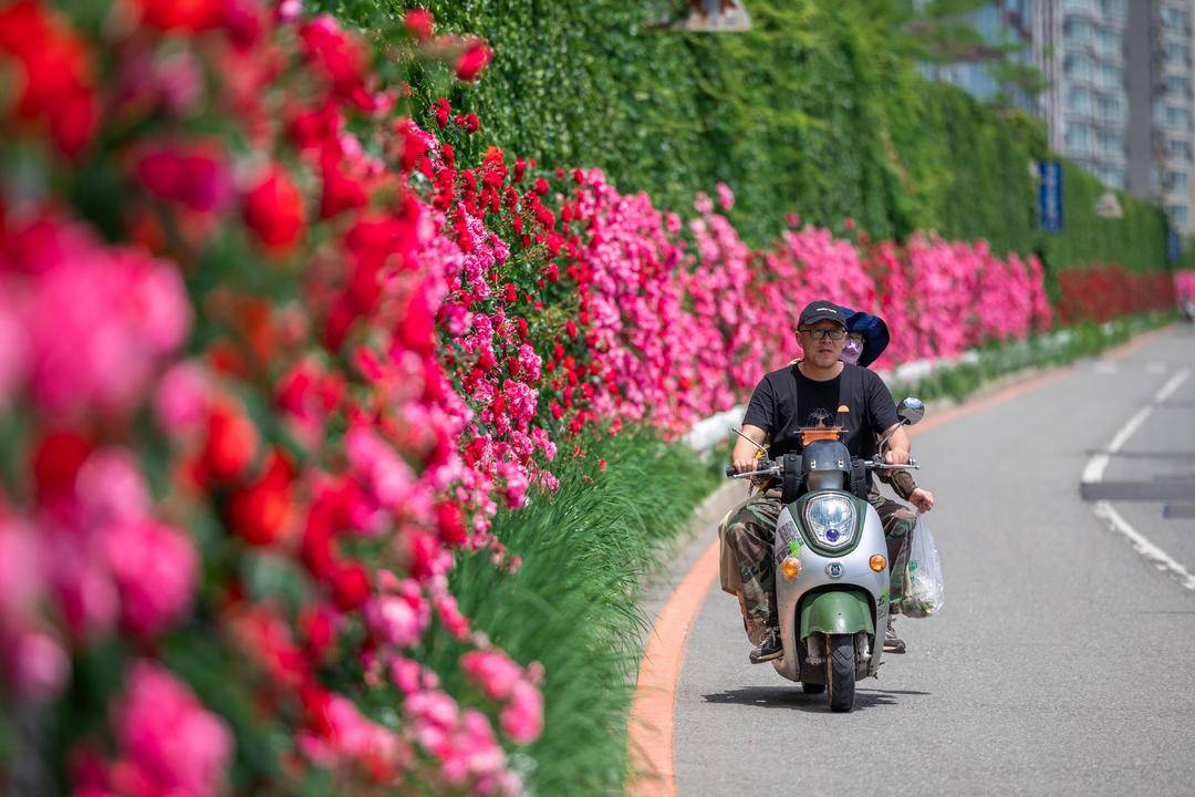 丹东：蔷薇花满墙，打卡正当时